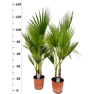 WASHINGTONIA FILIFER