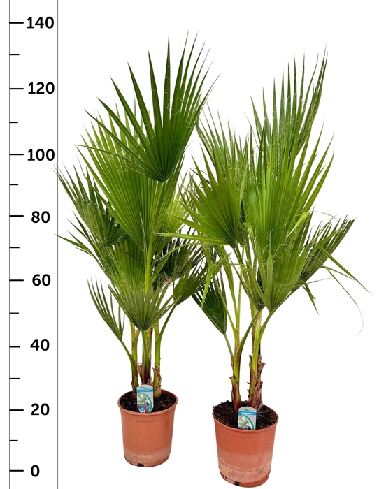 <h4>WASHINGTONIA FILIFER</h4>