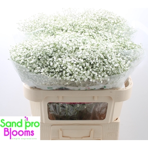 Gypsophila paniculata Zinzi Discovery
