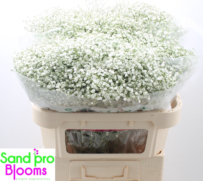 <h4>Gypsophila paniculata Zinzi Discovery</h4>