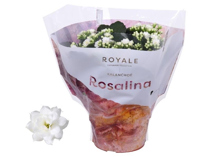 <h4>Kalanchoe Rosalina wit Royal wit</h4>