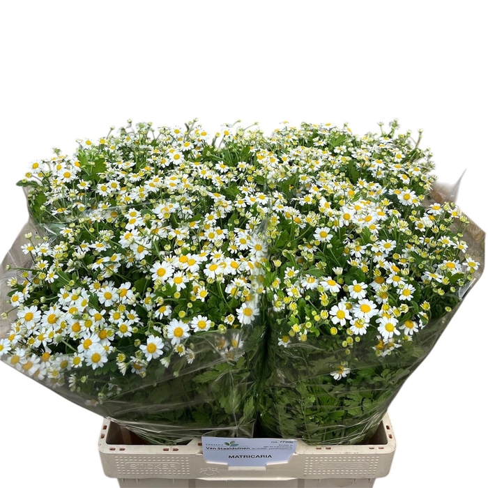 <h4>TANA PA CAMERON</h4>