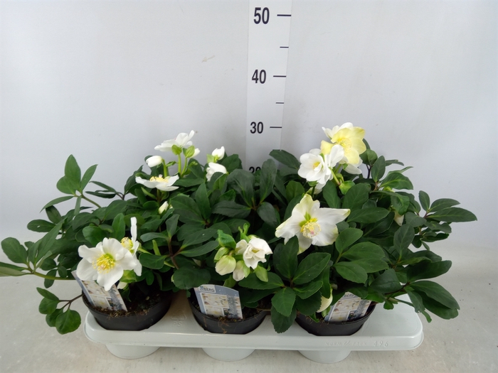 <h4>Helleborus niger 'Advent Star'</h4>