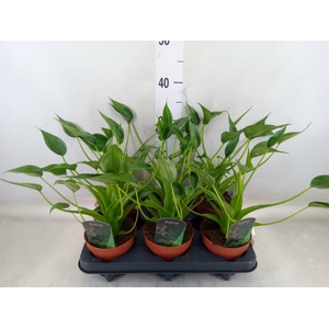 Alocasia  'Tiny Dancers'