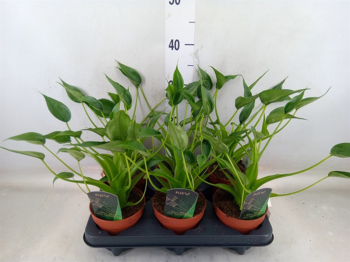 <h4>Alocasia  'Tiny Dancers'</h4>