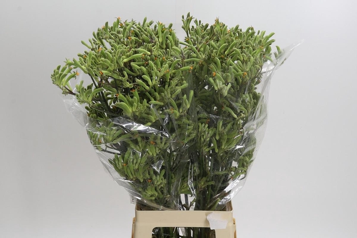 Anigozanthos Green