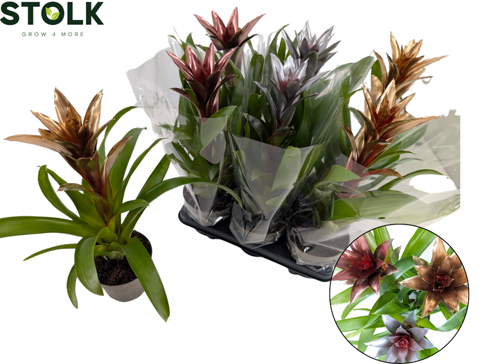 <h4>GUZM CALYPSO</h4>