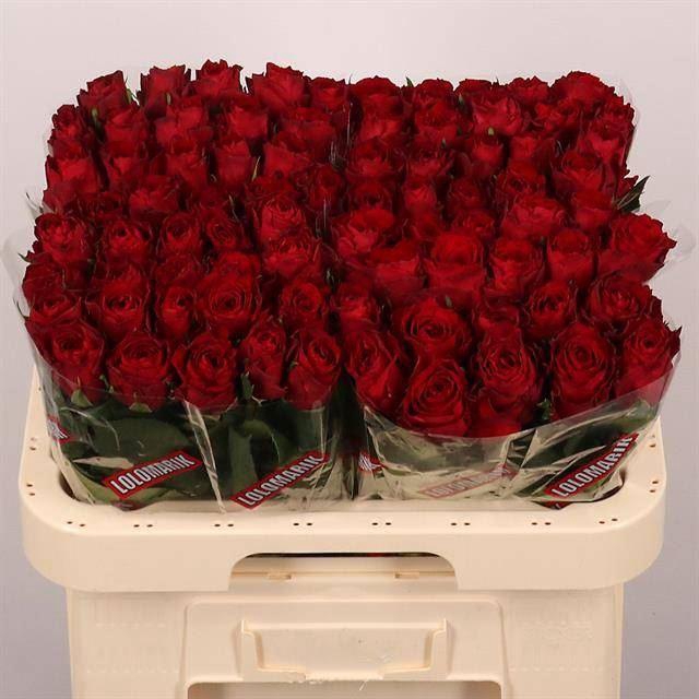 <h4>ROSA GR 'MADAM RED'</h4>