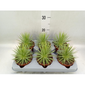 Agave stricta 'Nana'