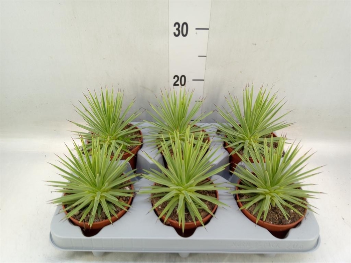 <h4>Agave stricta 'Nana'</h4>