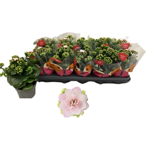 KALAN CALAN SOFT ROSA JEMMA