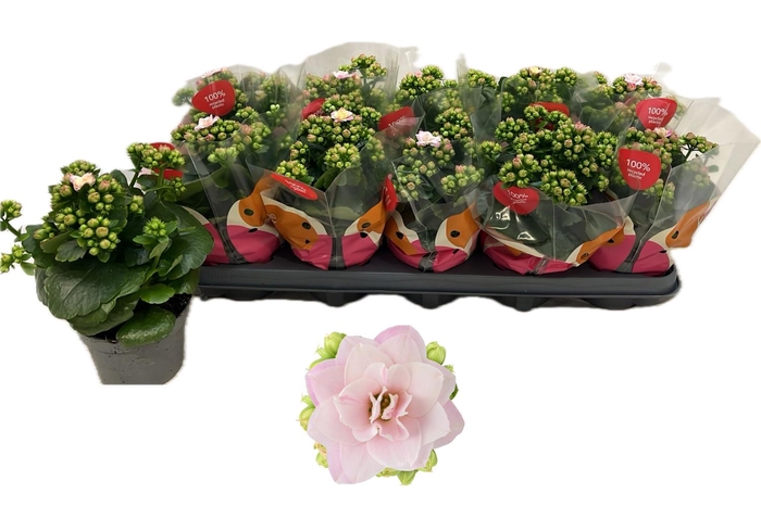 <h4>KALAN CALAN SOFT ROSA JEMMA</h4>