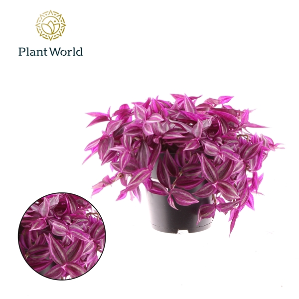 <h4>Tradescantia Pink Paradise</h4>
