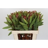 Protea Robijn
