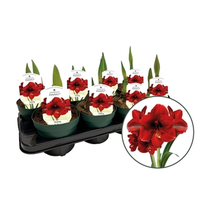 Amaryllis Danu Red (3+ stelen)