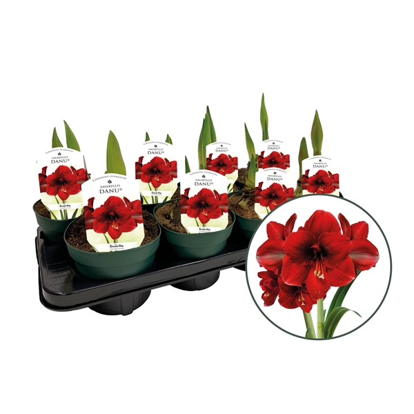 <h4>Amaryllis Danu Red (3+ stelen)</h4>