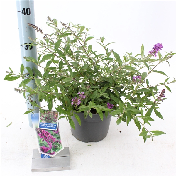 <h4>Buddleja dav. Free Petite© Dark Pink ('Podaras 10'PBR)</h4>