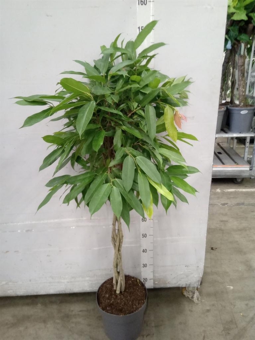 <h4>Ficus binn. 'Amstel King'</h4>