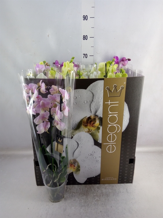 <h4>Phalaenopsis   ...mix  7</h4>