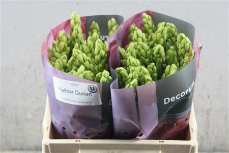 <h4>Hyac Yellow Queen</h4>