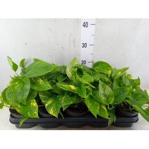 Epipremnum pinn. 'Aureum'