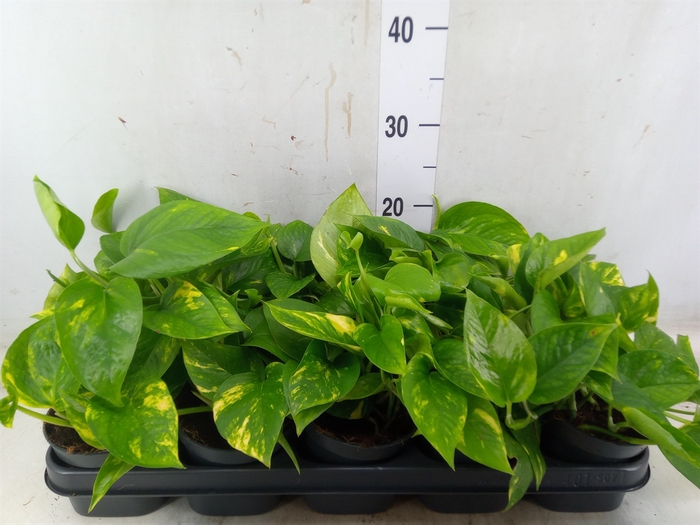 <h4>Epipremnum pinn. 'Aureum'</h4>