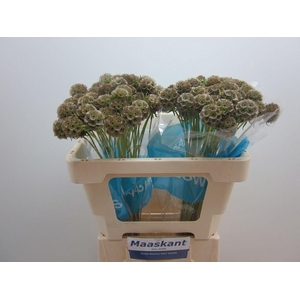 Scabiosa Stellata Zd