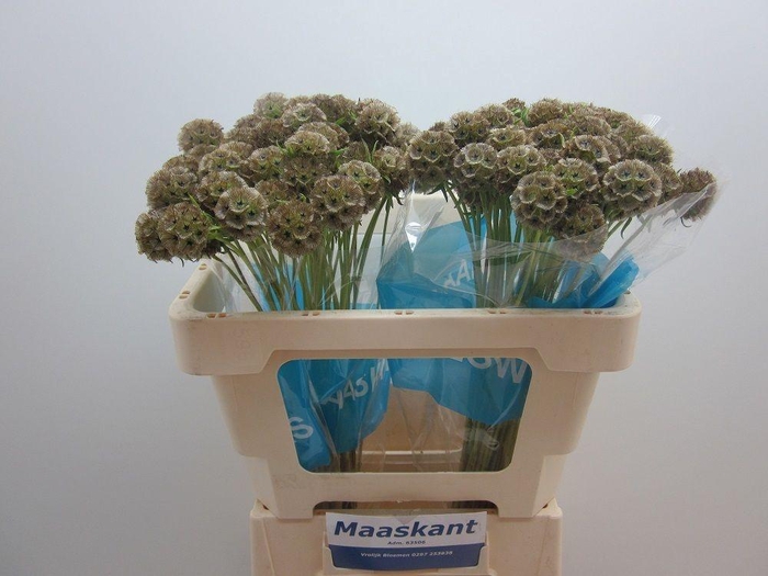 <h4>Scabiosa Stellata Zd</h4>