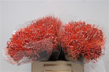 <h4>Leuco Scarlet Ribbon</h4>