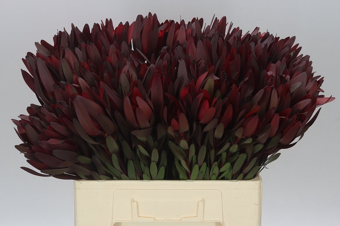 <h4>Leucadendron Safari Sunset</h4>