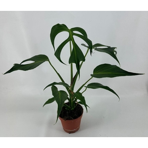 Monstera Burle Marx Flame