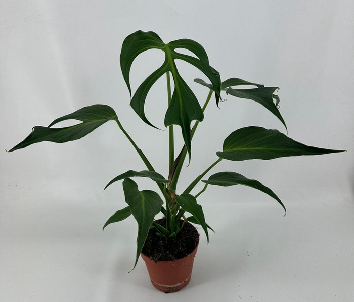 <h4>Monstera Burle Marx Flame</h4>