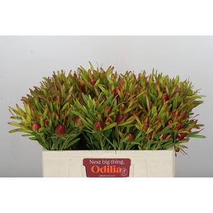 Leucadendron Ayoba Cherry Pearl