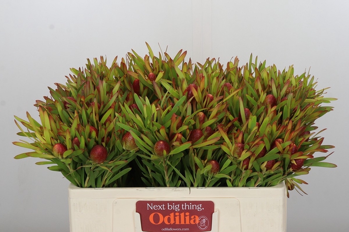 <h4>Leucadendron Ayoba Cherry Pearl</h4>
