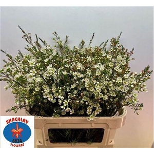 CHAME ME SIRIUS EXTRA