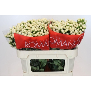 Hypericum Cool Romance