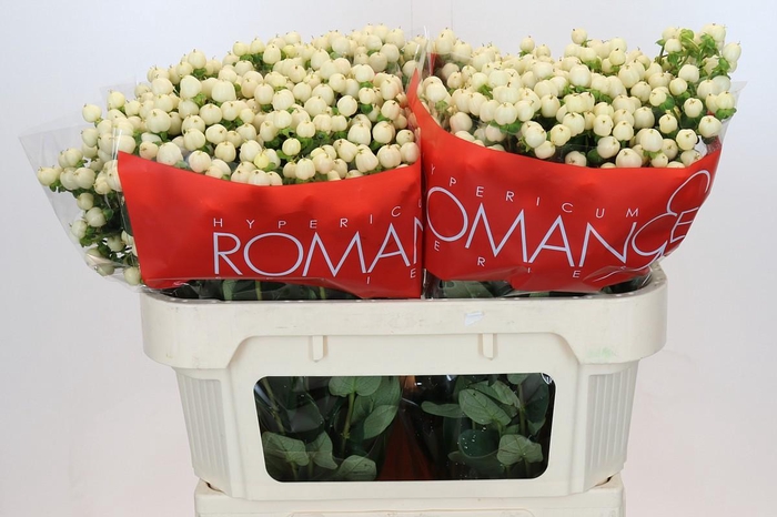 Hypericum Cool Romance