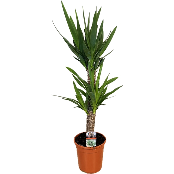 <h4>Yucca elephantipes 60-35</h4>