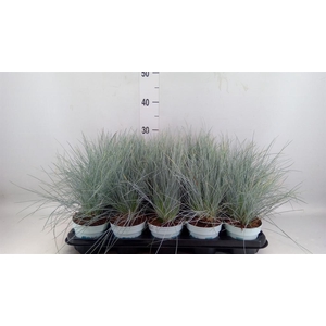 Festuca glauca 'Compacta Blue'