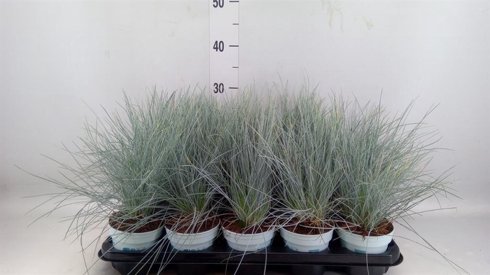 <h4>Festuca glauca 'Compacta Blue'</h4>