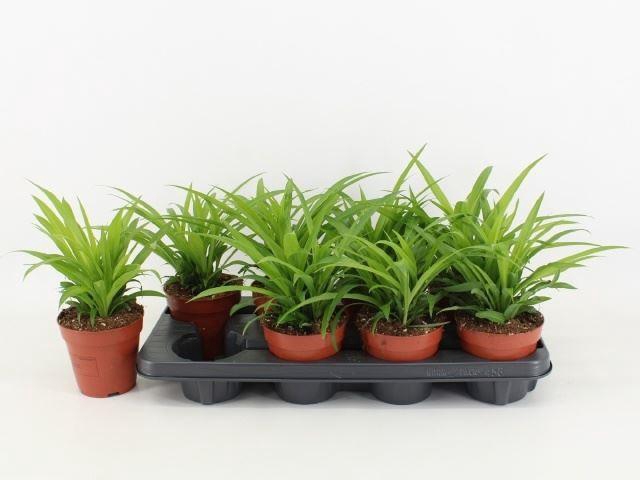 <h4>Chlorophytum com. 'Lemon'</h4>