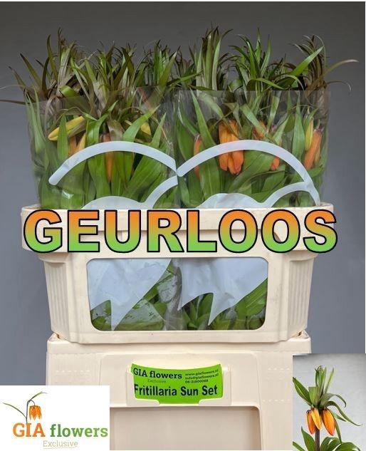 <h4>FRIT SUNSET</h4>