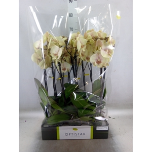 Phalaenopsis   ...yellow