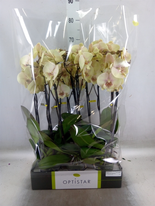 <h4>Phalaenopsis   ...yellow</h4>
