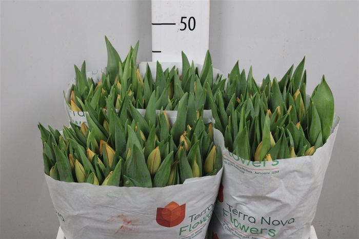 <h4>Tu En Salmon Lalibel</h4>