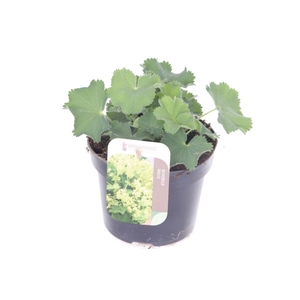 Alchemilla mollis