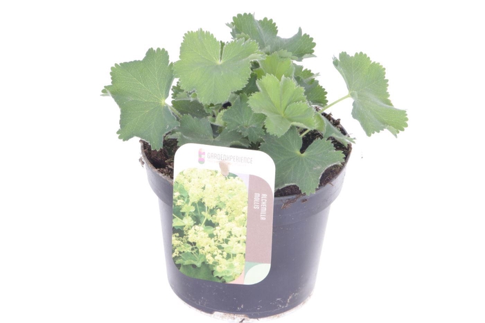 <h4>Alchemilla mollis</h4>