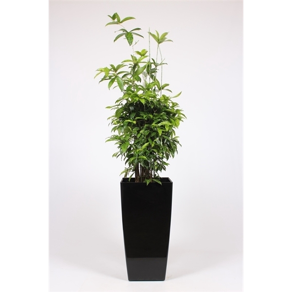 <h4>Dracaena surculosa in Piza pot "antraciet"</h4>