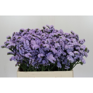 Limonium Donau Birds