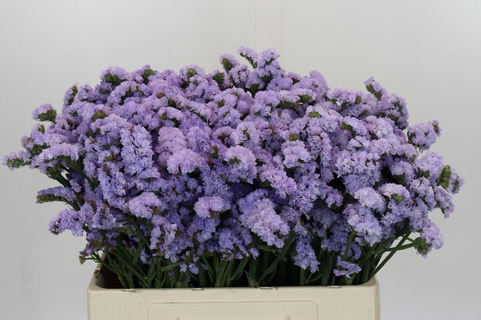 <h4>Limonium Donau Birds</h4>